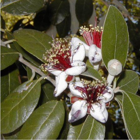 Feijoa