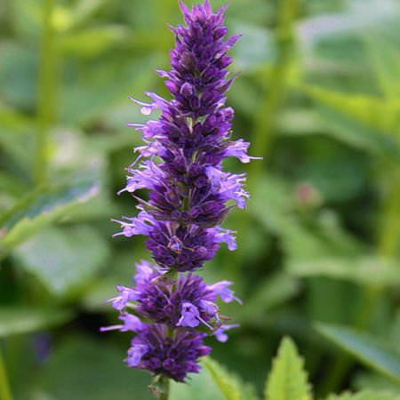 Anise Hyssop