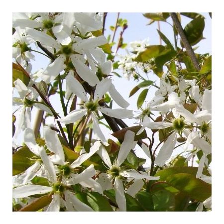 Juneberry