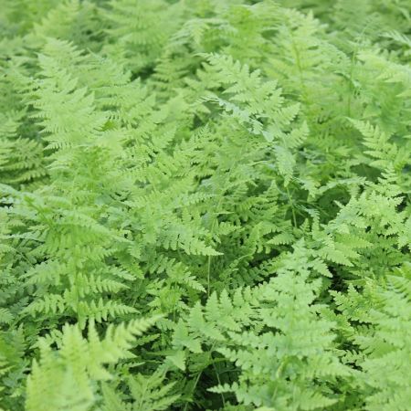 Lady Fern