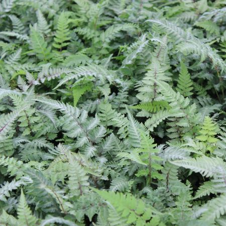 Japanese Painted Fern 'Metallicum'