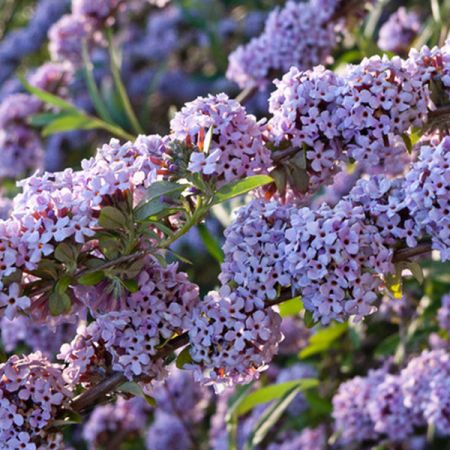 Alternate-leaved buddleia