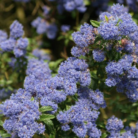 California lilac