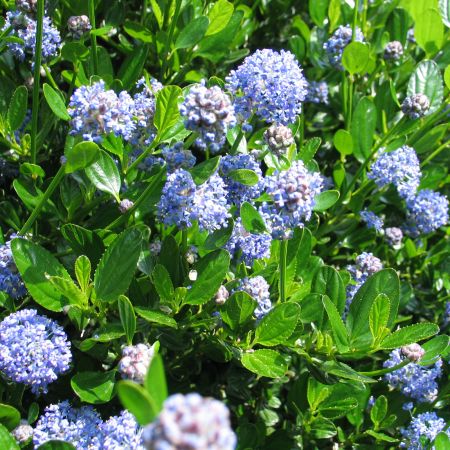 California lilac