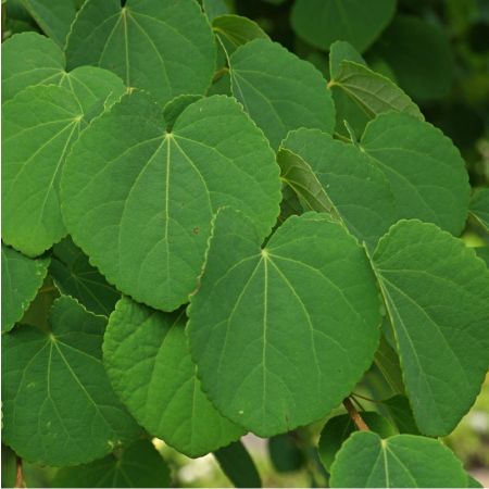 Katsura tree