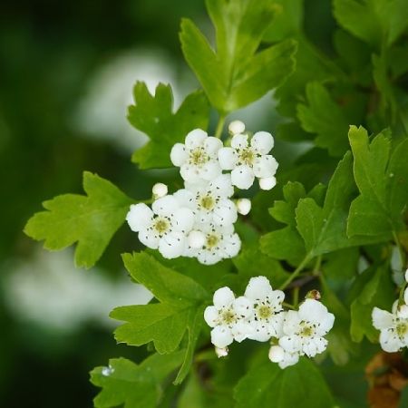 Hawthorn