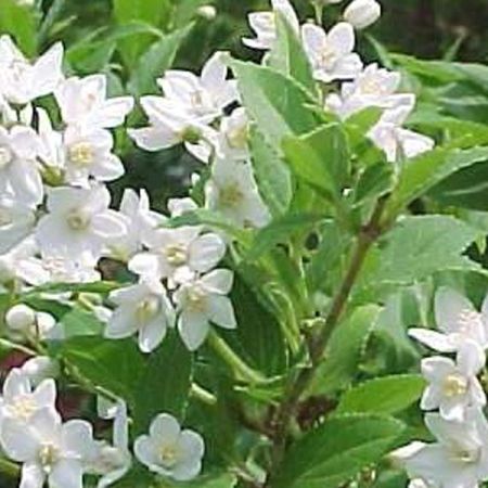 Slender Deutzia