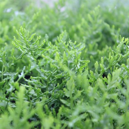 Male Fern 'Linearis Polydactyl'