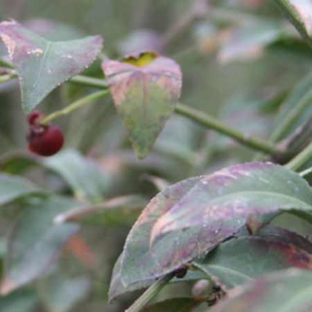 Winged spindle