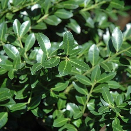 Japanese holly
