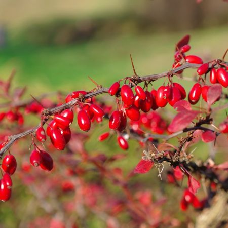 Japanese barberry