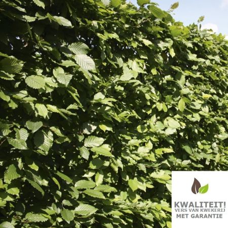 European Hornbeam
