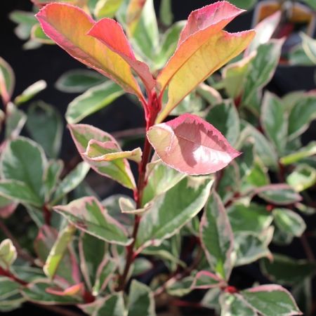 Pink Marble Photinia (A Cultivar Of Fraser/Red‑Tip Photinia)