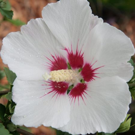 Rose of Sharon