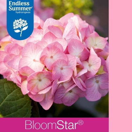 Bigleaf Hydrangea 'Endless Summer Bloomstar Pink'