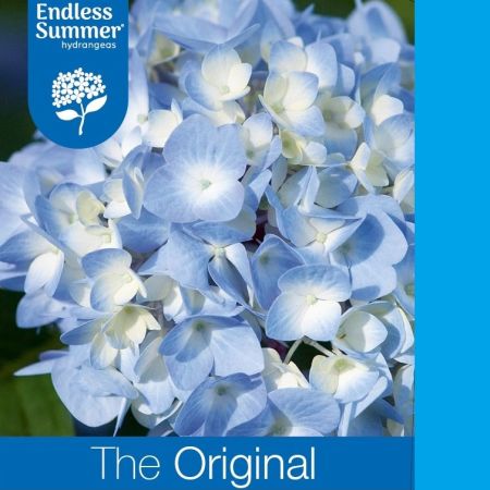 Bigleaf Hydrangea 'Endless Summer Original Blue'