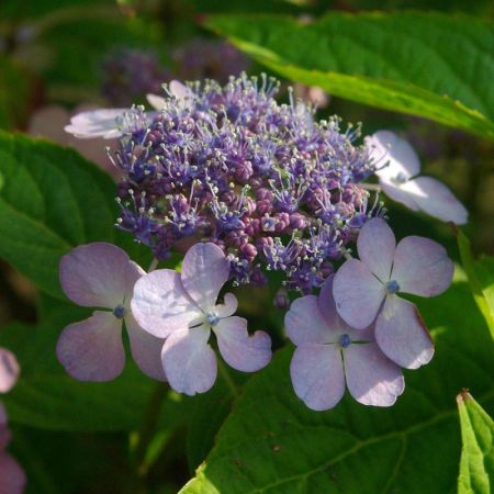 Mountain Hydrangea 'Bluebird'