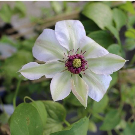 Clematis