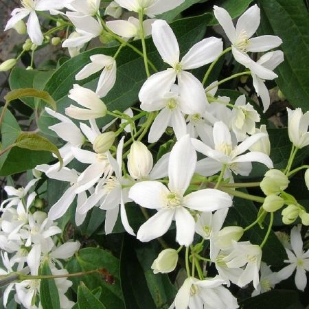 Armand Clematis