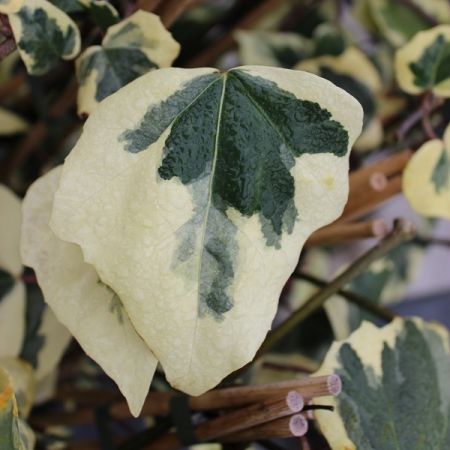 Variegated Colchis Ivy