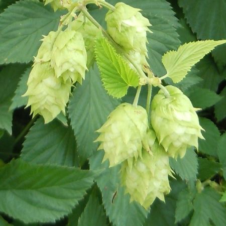 Common Hop