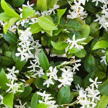 Star jasmine 'Star Of Venice'