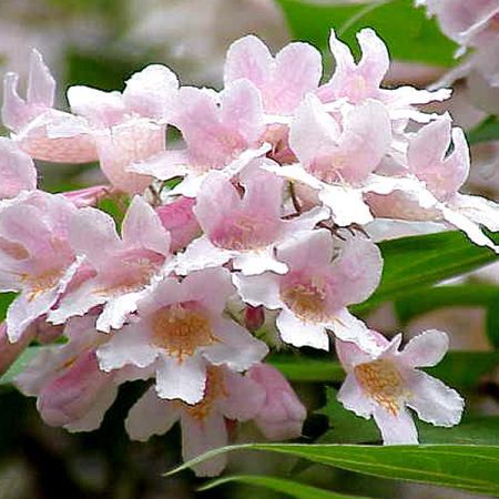 Beauty Bush