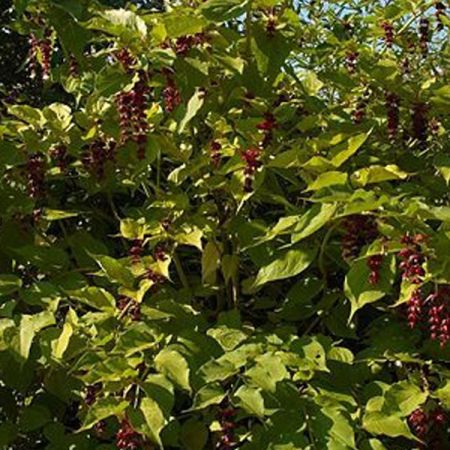 Pheasant Berry