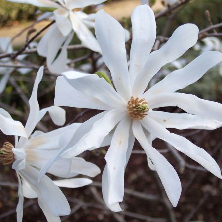 Star magnolia