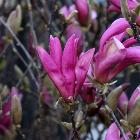 Saucer magnolia