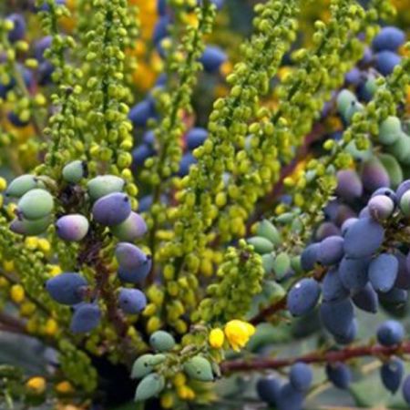 Mahonia
