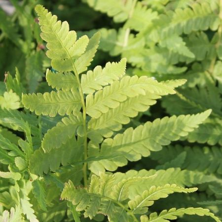 Ostrich Fern