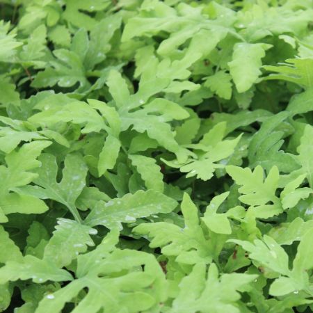 Sensitive Fern