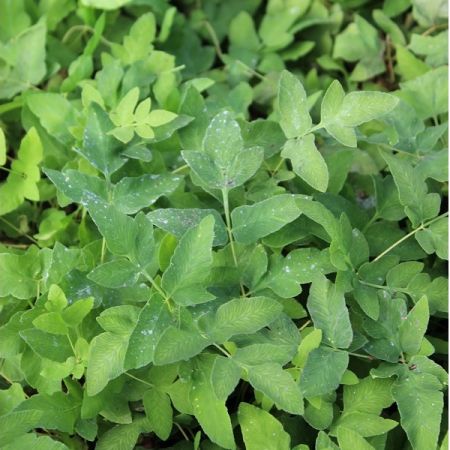 Royal Fern