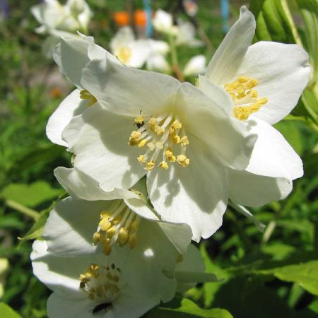 Mock orange