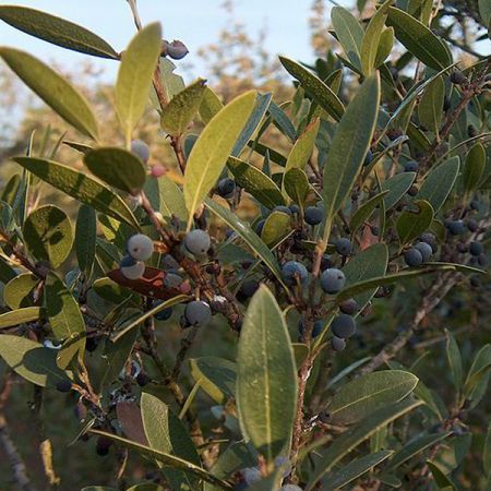 Narrow-leaved mock privet