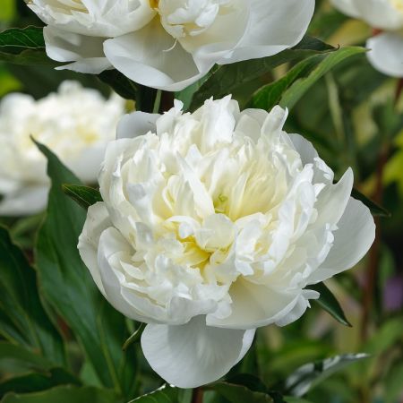 Duchesse De Nemours Peony