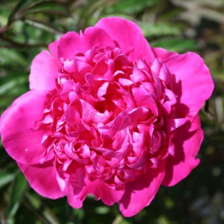 Peony (Cultivar: 'Felix Crousse')