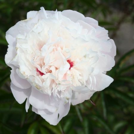 Festiva Maxima Peony (Double White Peony)