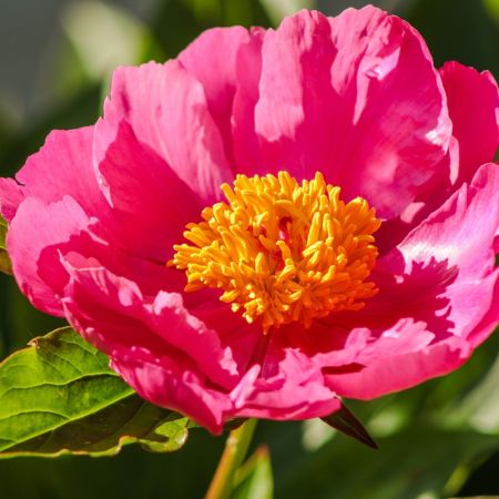 Flame Peony