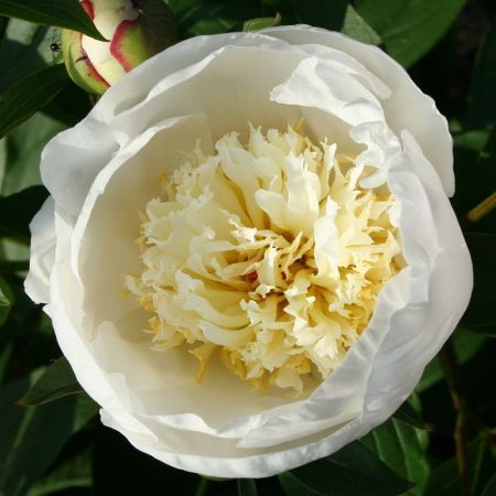 Immaculee Peony