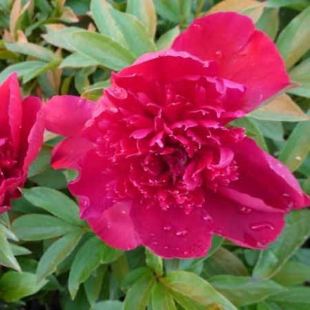 Peony