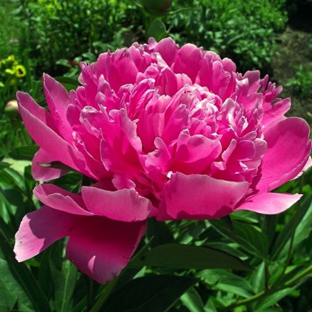 Peony