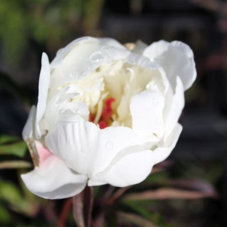 Peony