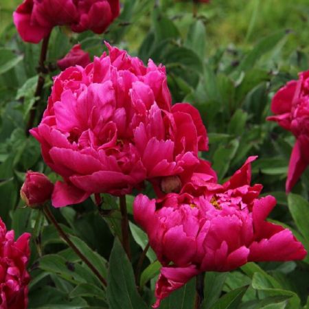 Karl Rosenfield Peony