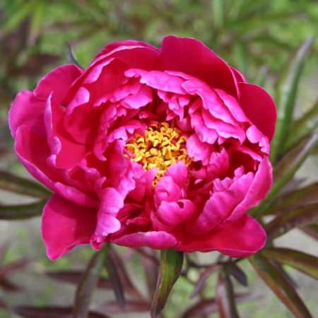 Louis Van Houtte Peony