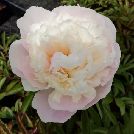 Madame Calot Peony