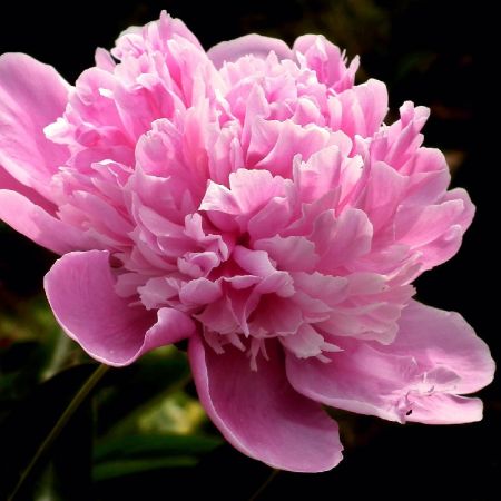 Mme Emile Debatene Peony