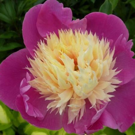 Nymphe Peony