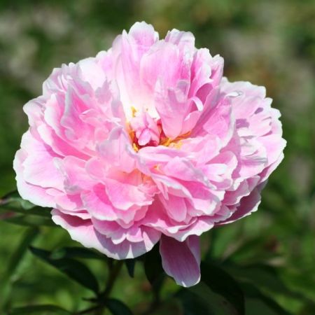 Sarah Bernhardt Peony